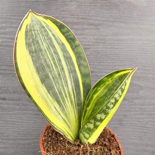 宝镜锦虎皮兰泰国进口稀有多肉桌面绿植花卉盆栽阳台群生小虎尾兰