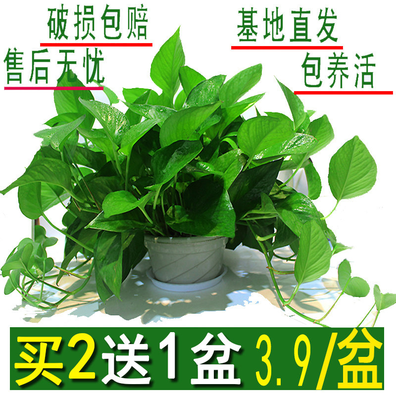 绿萝盆栽室内花卉绿植物长藤大叶盆四季常绿水培土养办公客厅绿箩