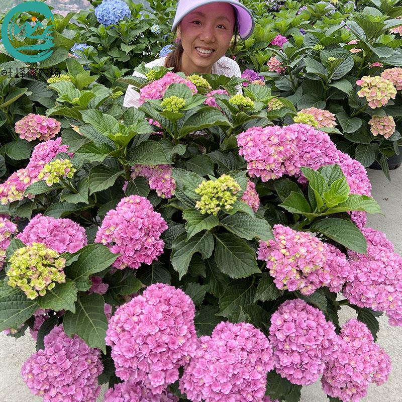 绣球花魔幻无尽夏大花万华镜落跑新娘盆栽地栽阳台庭院花园旺蜂源