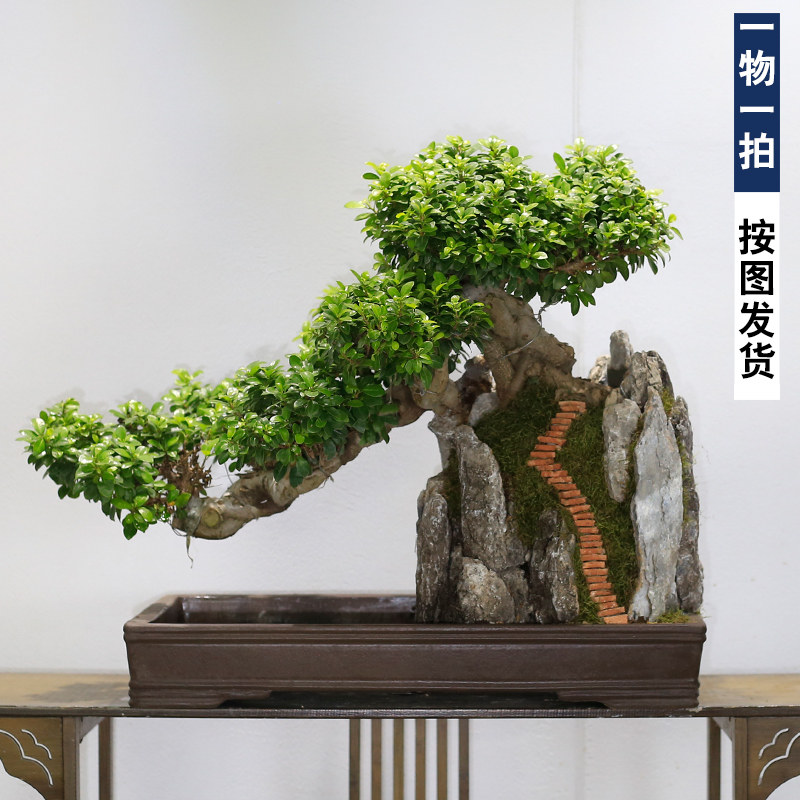 大型榕树盆景老桩悬崖造型山水假山植物室内客厅玄关绿植阳台庭院