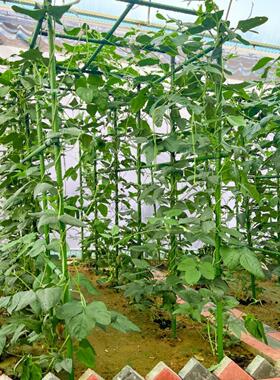 爬藤架葡萄黄瓜豆角架种菜花支架庭院园艺花卉植物支撑杆西红茂仁