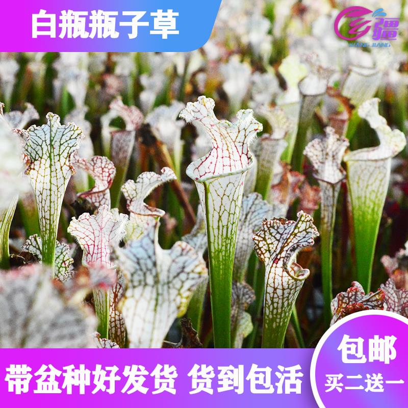 基地直销【白瓶瓶子草】食虫植物捕蝇草猪笼草驱蚊草多肉绿植盆栽