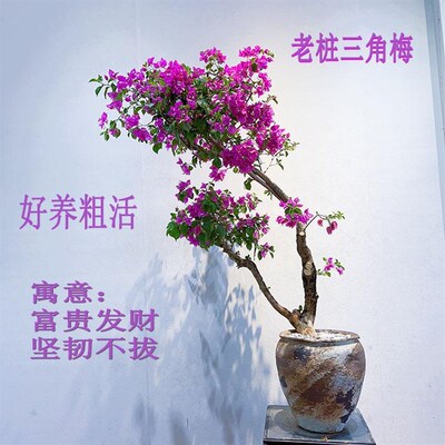 一物一拍老桩三角梅盆景庭院植物花卉粗活好养耐干旱一Y年四季开