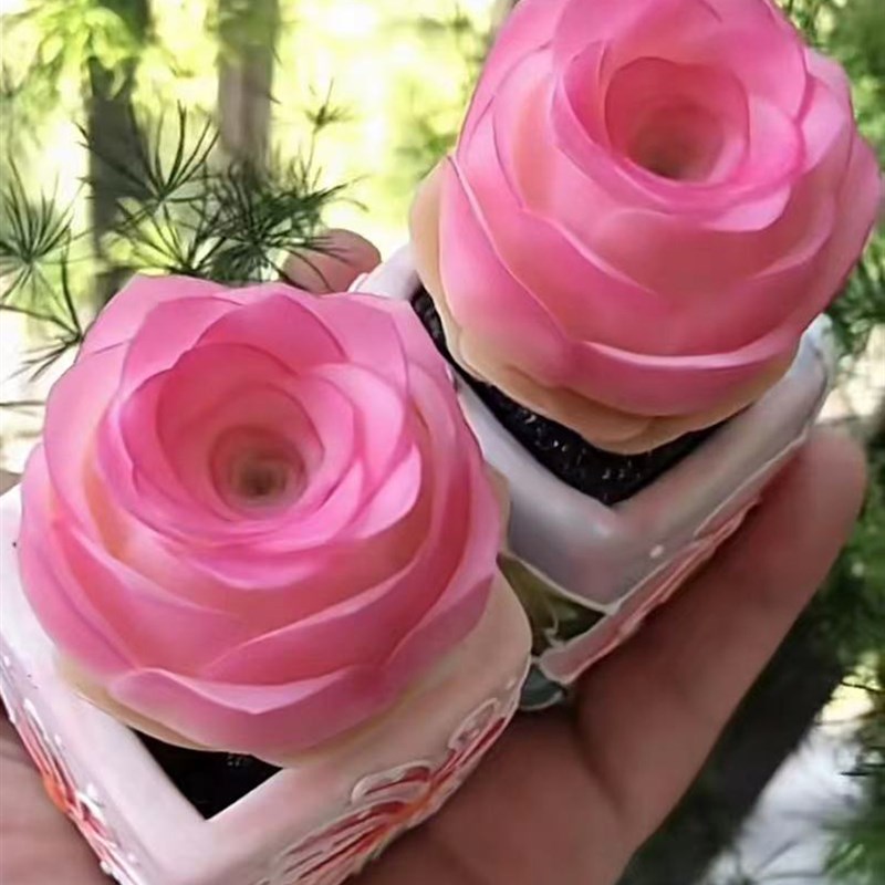 超粉进口山地玫瑰罗拉公主多肉植物办公室盆栽阳台花卉盆栽防辐射