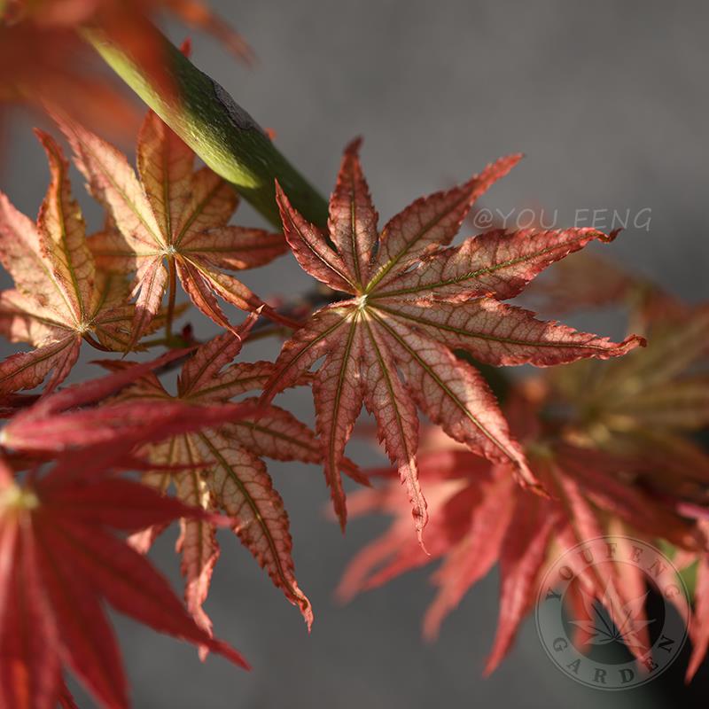 奶油桃子 日本大树枫树花园庭院地栽室外阳台盆栽好养 有枫园艺