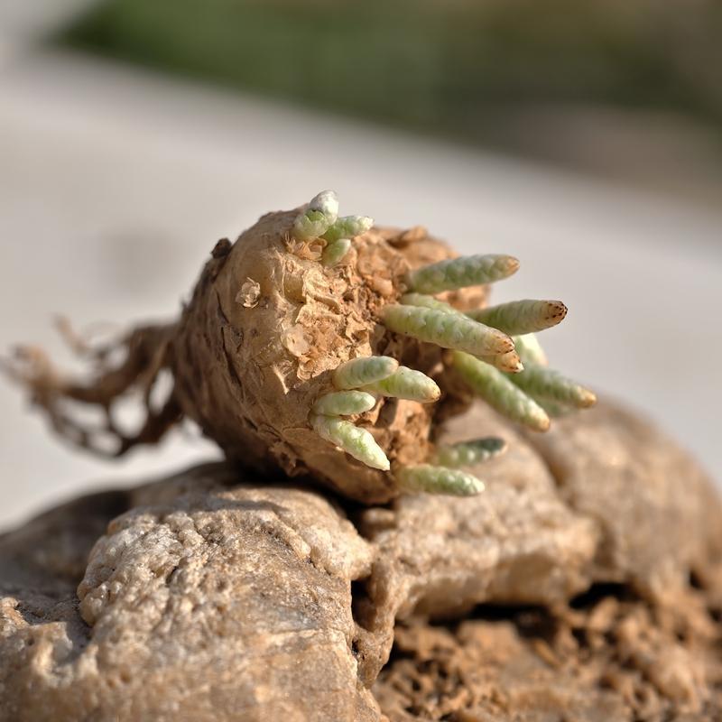 实生红花韧锦多肉植物块根回欢草属花卉绿植室内盆栽阳台四季好养