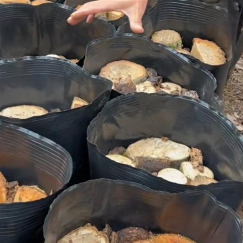 45x25天麻种植桶45x40营养钵营养杯45x30育苗杯45*35天麻桶一次性