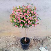 小木槿棒棒糖绿色植物室内阳台庭院四季 种植耐热木槿花带土发货