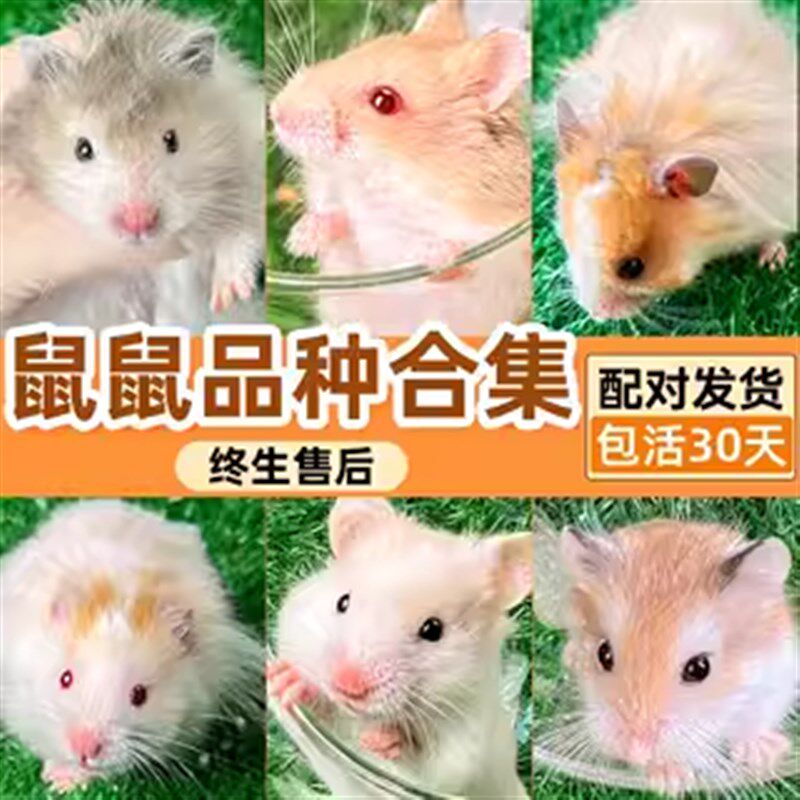 仓鼠活物公母配对免打疫苗送笼子三线金丝熊沙鼠通心粉鼠小宠物