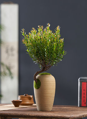 红芽小叶赤楠盆景好养绿植桌面禅意四季常青植物造型老桩赤楠盆栽