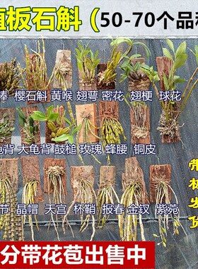 石斛兰 带花苞 带板栽好铁皮鼓槌球花金钗叠鞘石斛兰花卉盆栽包邮