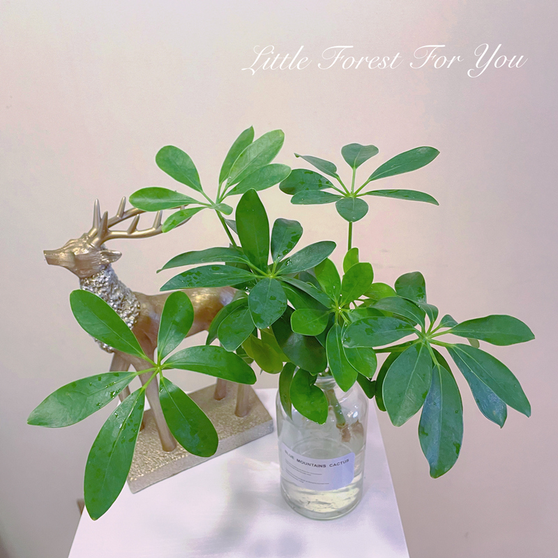 鸭脚木盆栽水培植物室内客厅桌面水养绿植鸭掌木八方来财龟背竹大