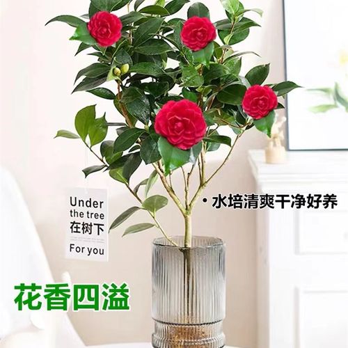 香妃茶花水培植物四季q开花适合水养的花鲜花期长家用五色赤丹茶