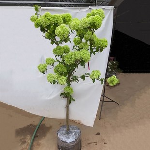 中华木绣球树苗大花斗球白麻球苗庭院耐寒风景树盆栽木本绣球花苗