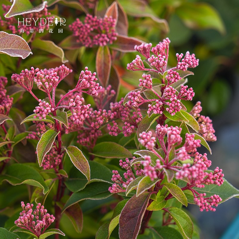海蒂的花园地中海荚蒾多年生常绿庭院开花耐寒灌木花卉植物盆栽苗
