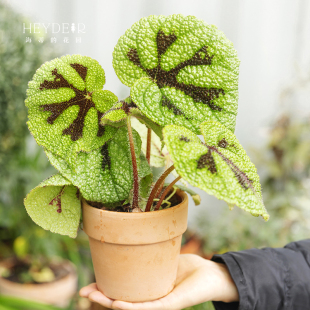 海蒂 办公室绿植 花园秋海棠盆栽花卉植物室内花好养活四季
