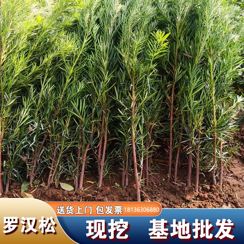 罗汉松树苗罗汉松小苗珍珠盆栽金钻雀舌米叶六月雪盆景罗汉松包邮