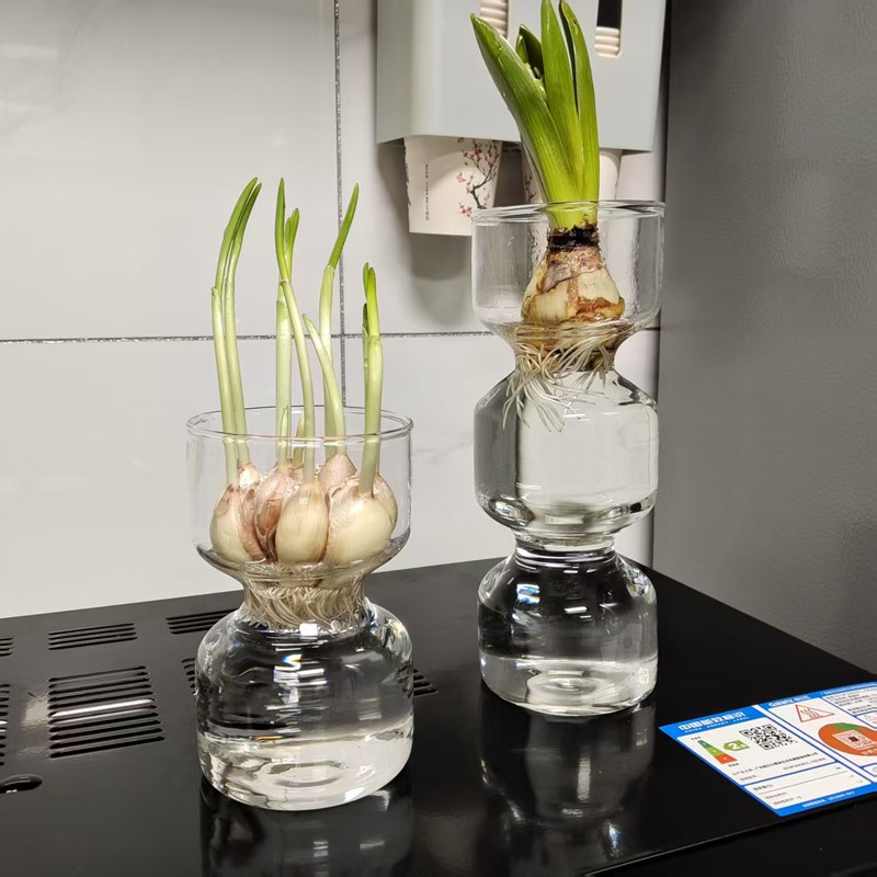 大蒜水培花瓶子水养大蒜玻璃器皿大蒜头透明玻璃花盆水培大蒜神器