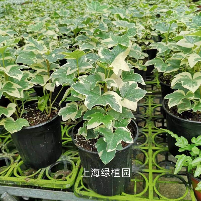 八角金盘锦彩叶熊掌木鸭脚木鸭掌木清香木办公室盆栽鸭掌观叶植物