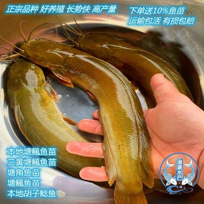 正宗皇妃一号塘角鱼苗 三黄塘鲺 塘角鱼 本地塘鲺 土塘鲺