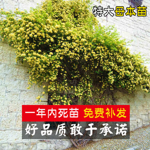 黄木香花四季红色爬藤植物特大花苗盆栽攀爬浓香花卉红木香七里香