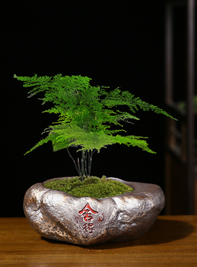 仿石头文竹吊兰多肉花盆家用清仓特价吊篮发财树蝴蝶兰盆景盆栽盆