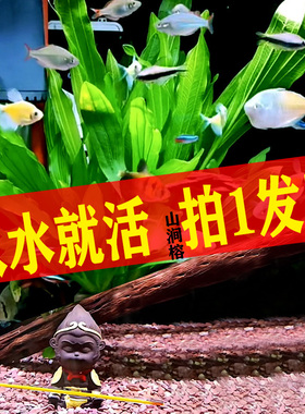 懒人鱼缸水草大久冠大叶榕植物淡水真草造景阴性增氧爬地珍珠沉木