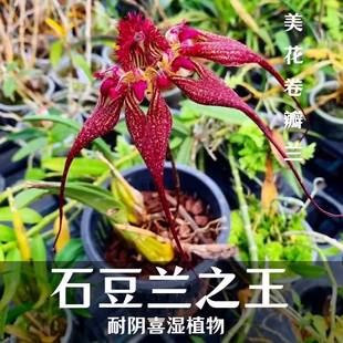 石豆兰雨林缸植物附生兰花喜阴驱蚊趣味室内盆栽热带兰美花卷瓣兰