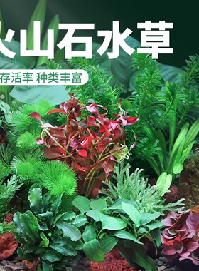 鱼缸造景套餐阴性水榕沉木活体真水草淡水无土植物增氧趴地矮珍珠