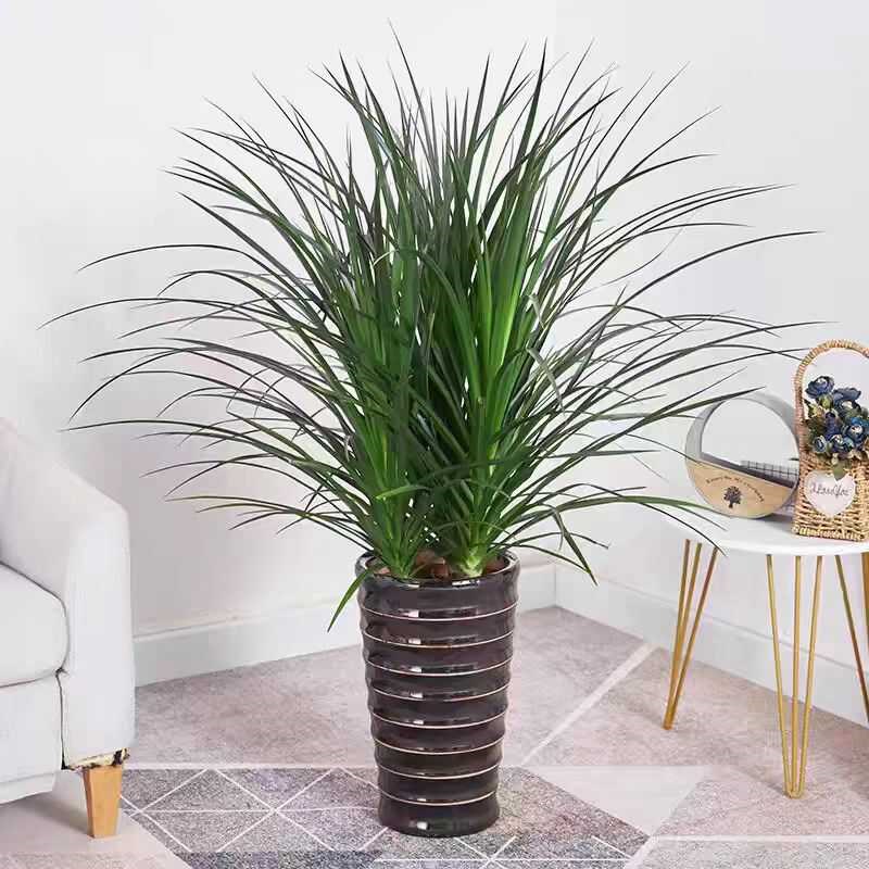 龙血树客厅绿植室内盆栽大型客厅大盆景好养龙须树旺宅植物龙铁树