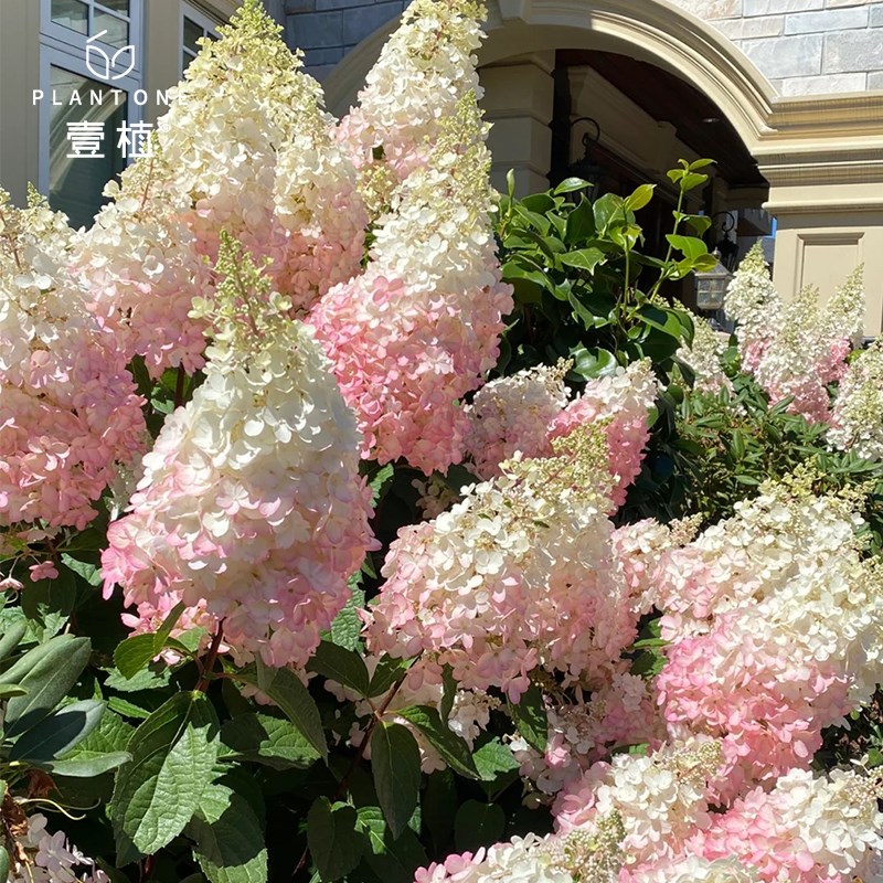 圆锥绣球香草草莓大苗石灰灯北极熊夏日美人绣球花卉庭院阳台盆栽