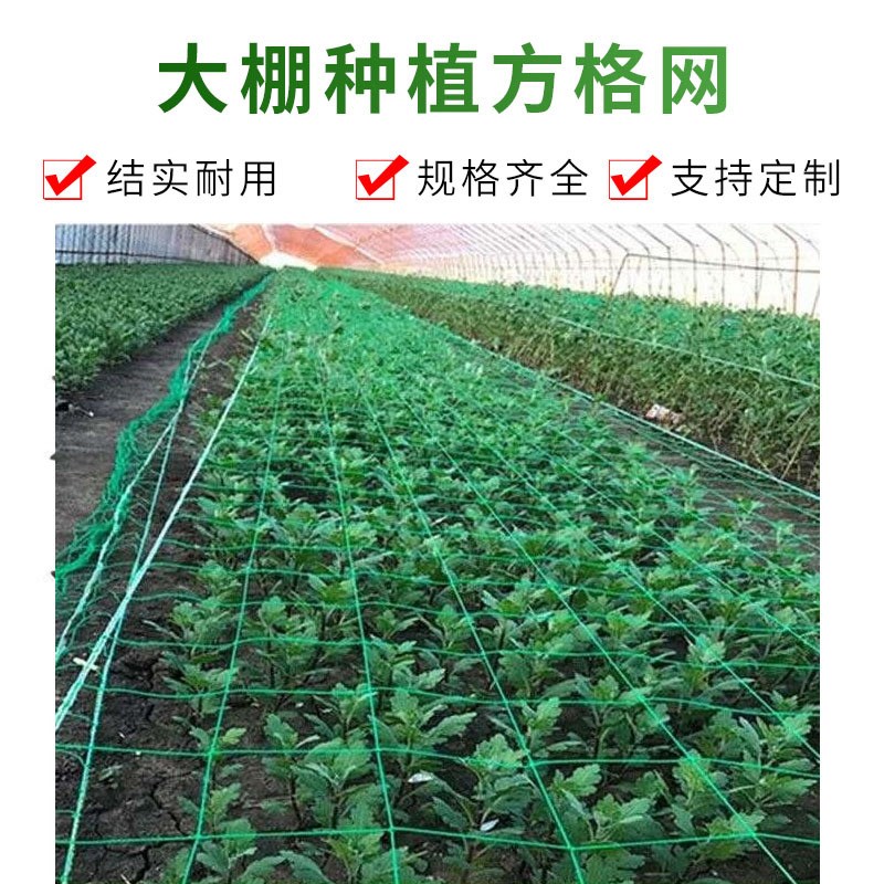 大棚种植方格网园艺庭院植物爬藤网瓜果植物黄瓜豆角种植网菊花网