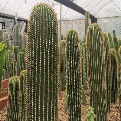 实生大凤龙仙人柱沙漠植物仙人掌大型沙漠景观造景阳台盆栽花卉