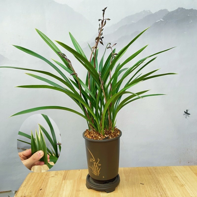 【银边墨兰】开花苗四季室内花卉绿植