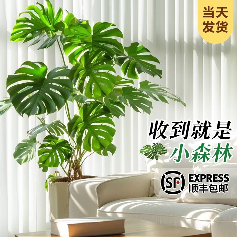 龟背竹客厅大盆栽大叶绿植丛生老桩室内大型植物落地大号禄植好养