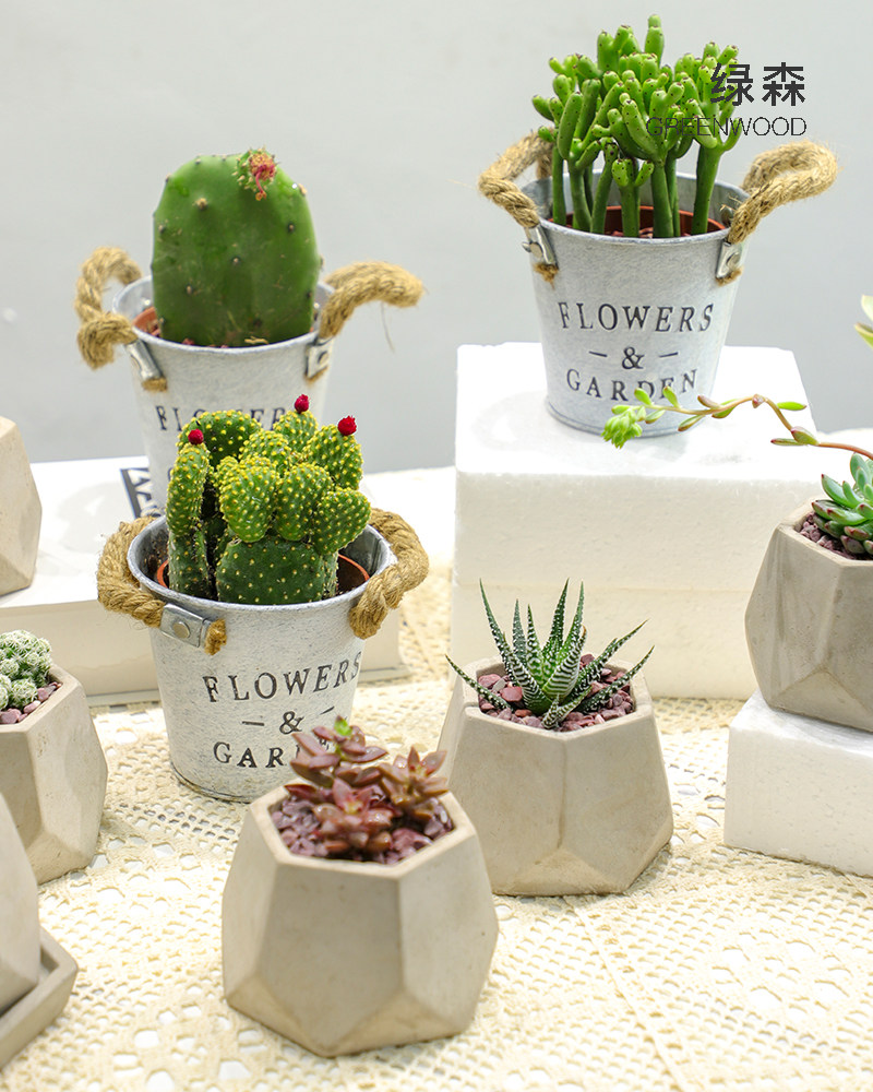 绿森多肉植物组合盆栽室内外办公室花卉DIY创意肉肉老桩桌面盆栽,鲜花速递/花卉仿真/绿植园艺,多肉植物,淘宝优惠券,粉丝福利购,淘宝优惠卷