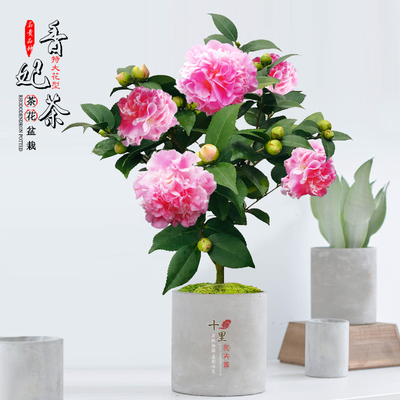 香妃茶花树苗盆栽l烈香稀有名贵带香味花卉室内外阳台花园好养植