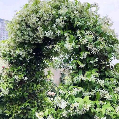 风车茉莉大苗懒好养藤垂丝爬藤耐寒阳台绿色藤本植物四季种植带土