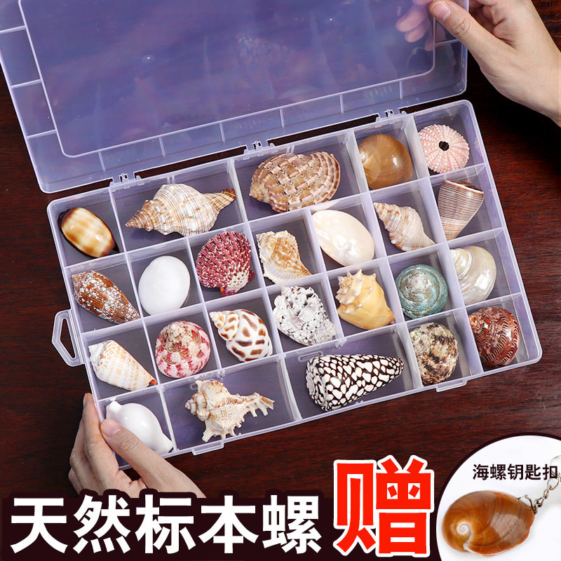 贝壳海螺科普材料精品标本螺收纳套装礼盒幼儿园海洋生物收藏