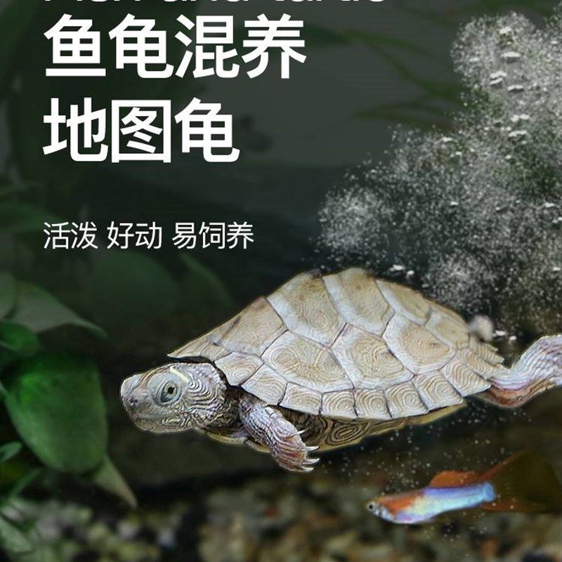 地图小乌龟活物宠物龟苗观赏龟火焰龟水龟黑瘤地图深水招财小乌龟,宠物/宠物食品及用品,猫狗汽车安全带,淘宝优惠券,粉丝福利购,淘宝优惠卷
