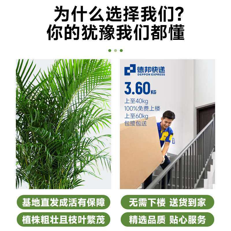 散尾葵植物大盆栽客厅落地式大型绿植室内办公室凤尾竹天堂鸟真花