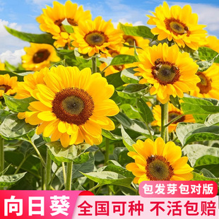 四季易种向日葵种子一举夺魁中考高考盆栽花卉祝福一举高中HF