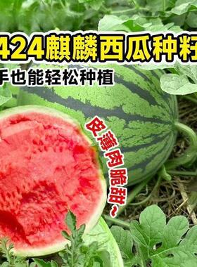 【下单立减50元】盆栽小西瓜种子麒麟西瓜春季绿皮红壤四季种植WJ