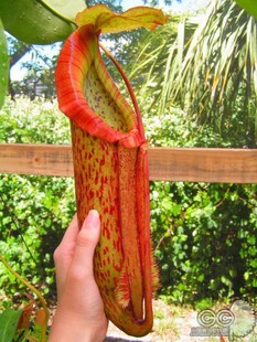 米兰达猪笼草食虫植物盆栽食人花大型超大室内含羞草巨捕苍蝇