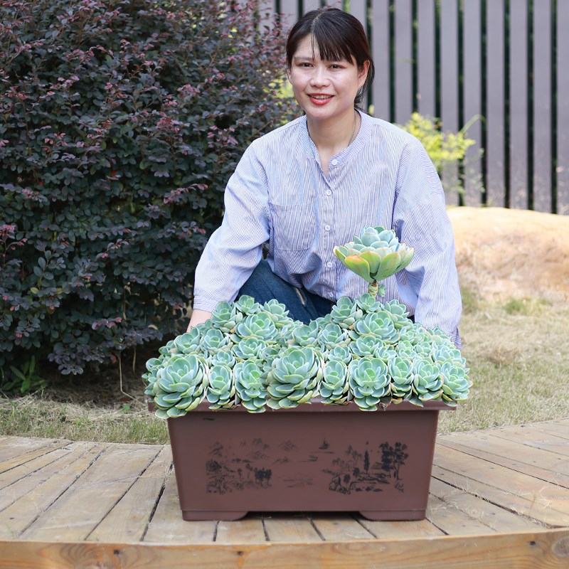 彷紫砂花盆长方形盆景盆特大号加厚马槽吸水石户外无Y孔荷花养鱼