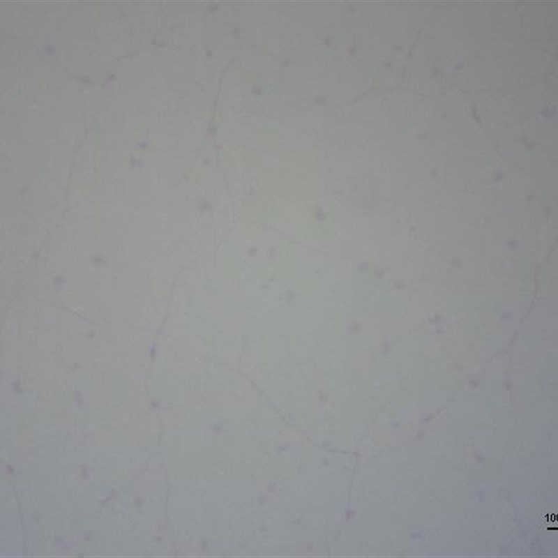 SiO2/Si衬底单层石墨烯薄膜-Graphenea