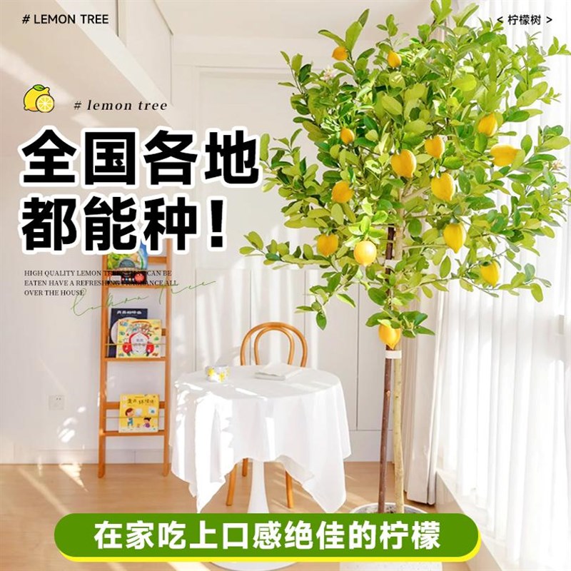 香水柠檬树盆栽带果可食用室内客厅果树绿植南北方种植四季好养活