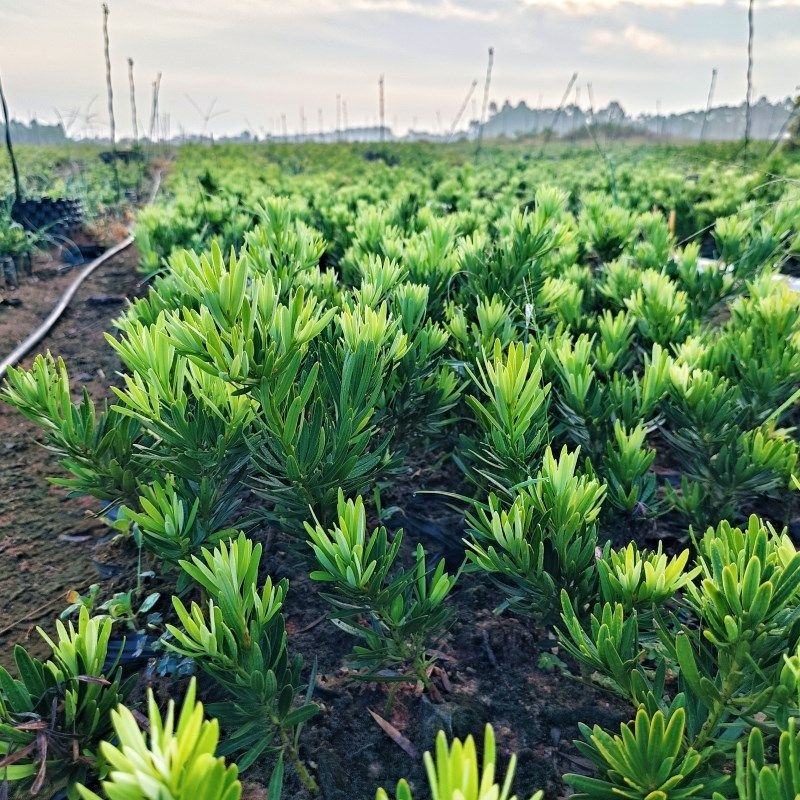 海岛菊花心罗汉松母树四季常绿室内外小盆栽绿植园艺造型盆景树苗,鲜花速递/花卉仿真/绿植园艺,造型盆景,淘宝优惠券,粉丝福利购,淘宝优惠卷