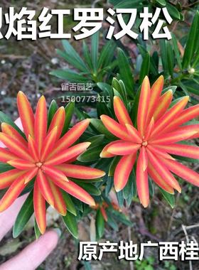 烈焰红罗汉松 红芽罗汉松叶片鲜红绿色油亮 树苗绿植盆景造型树桩