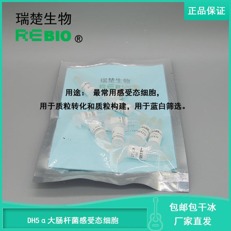 DH5α BL21(DE3) 0大肠杆菌感受态细胞10支20支30支50支100支